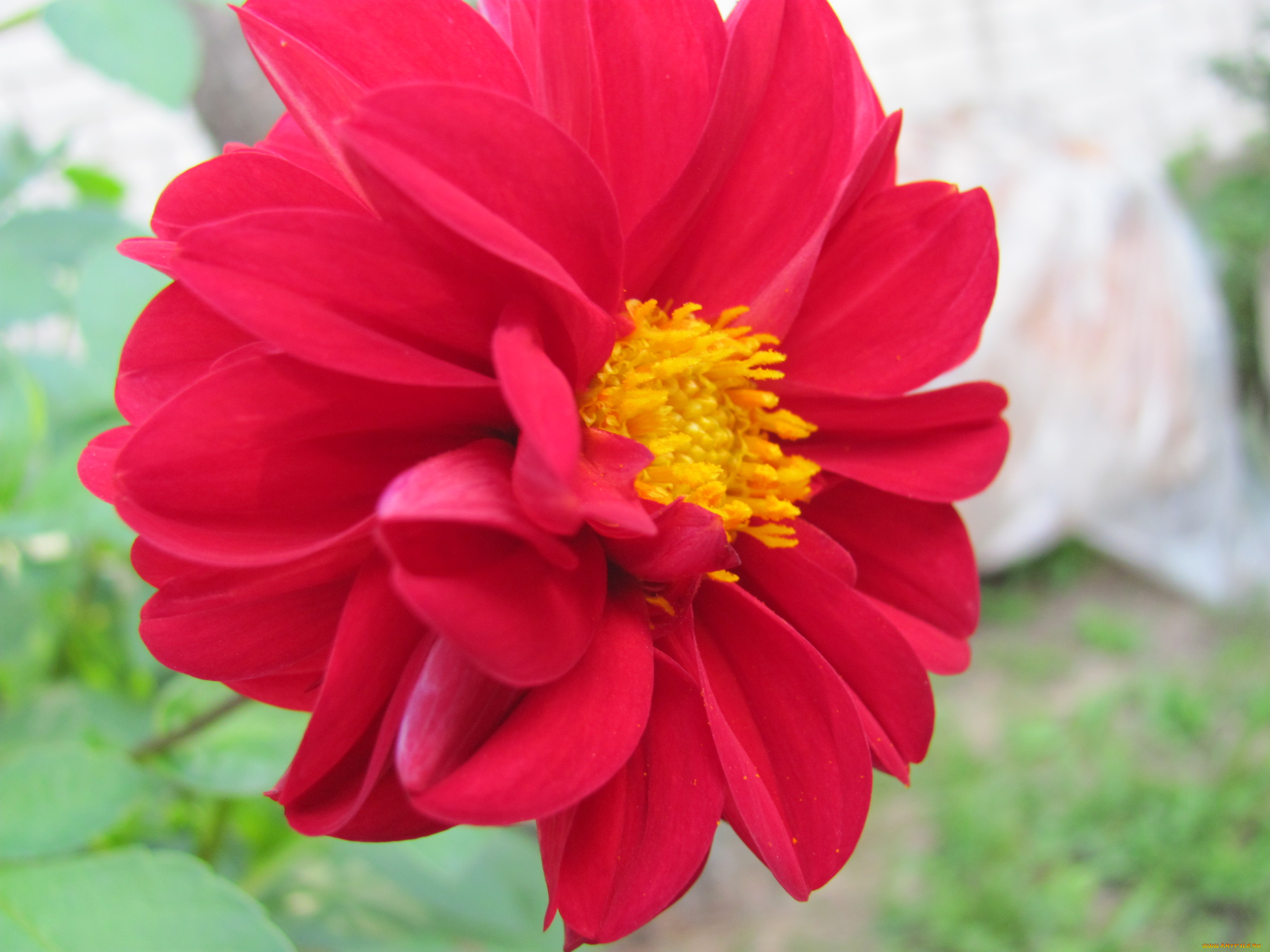 цветы, георгины, красный, макро