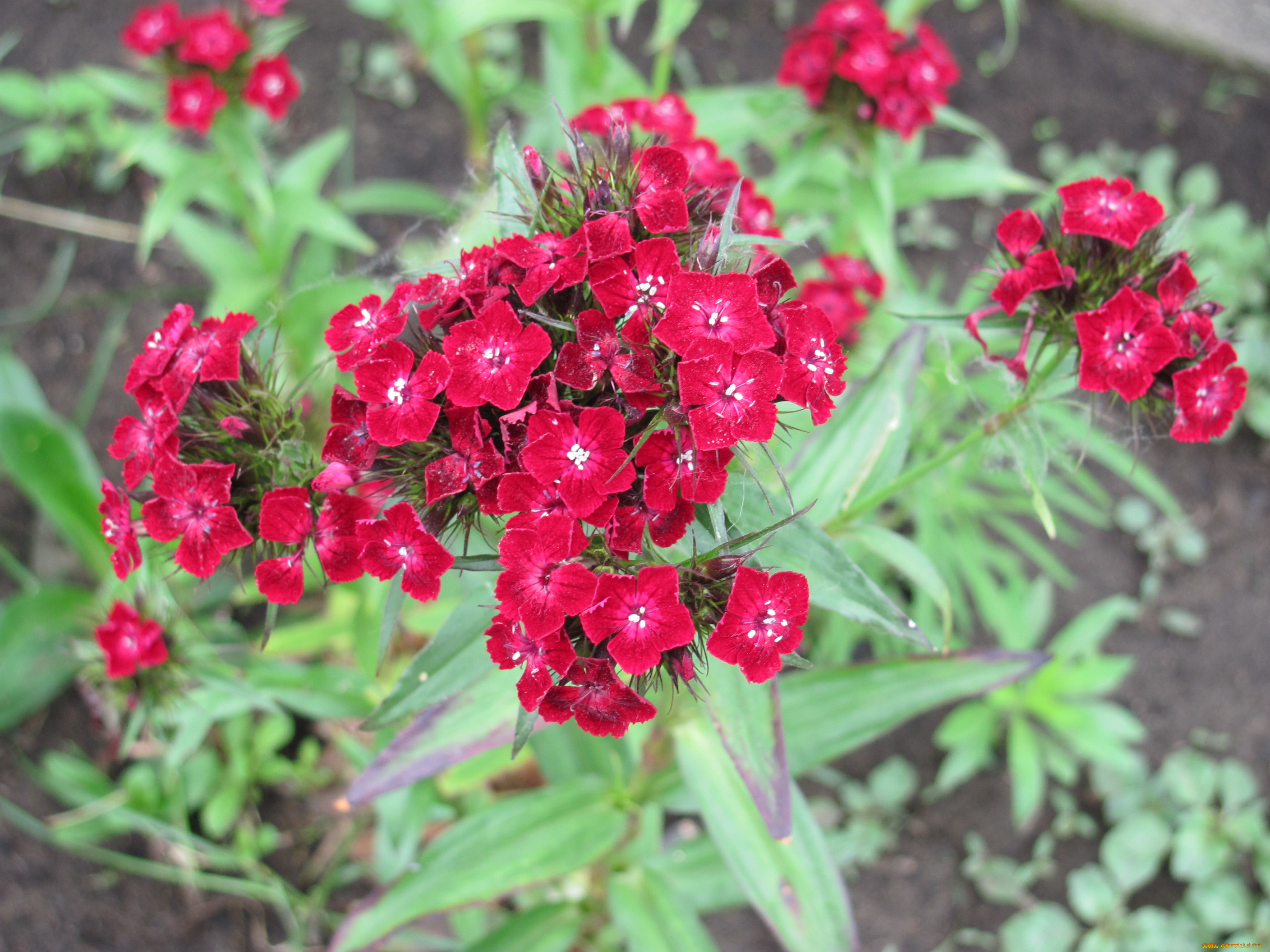 цветы, гвоздики, красный