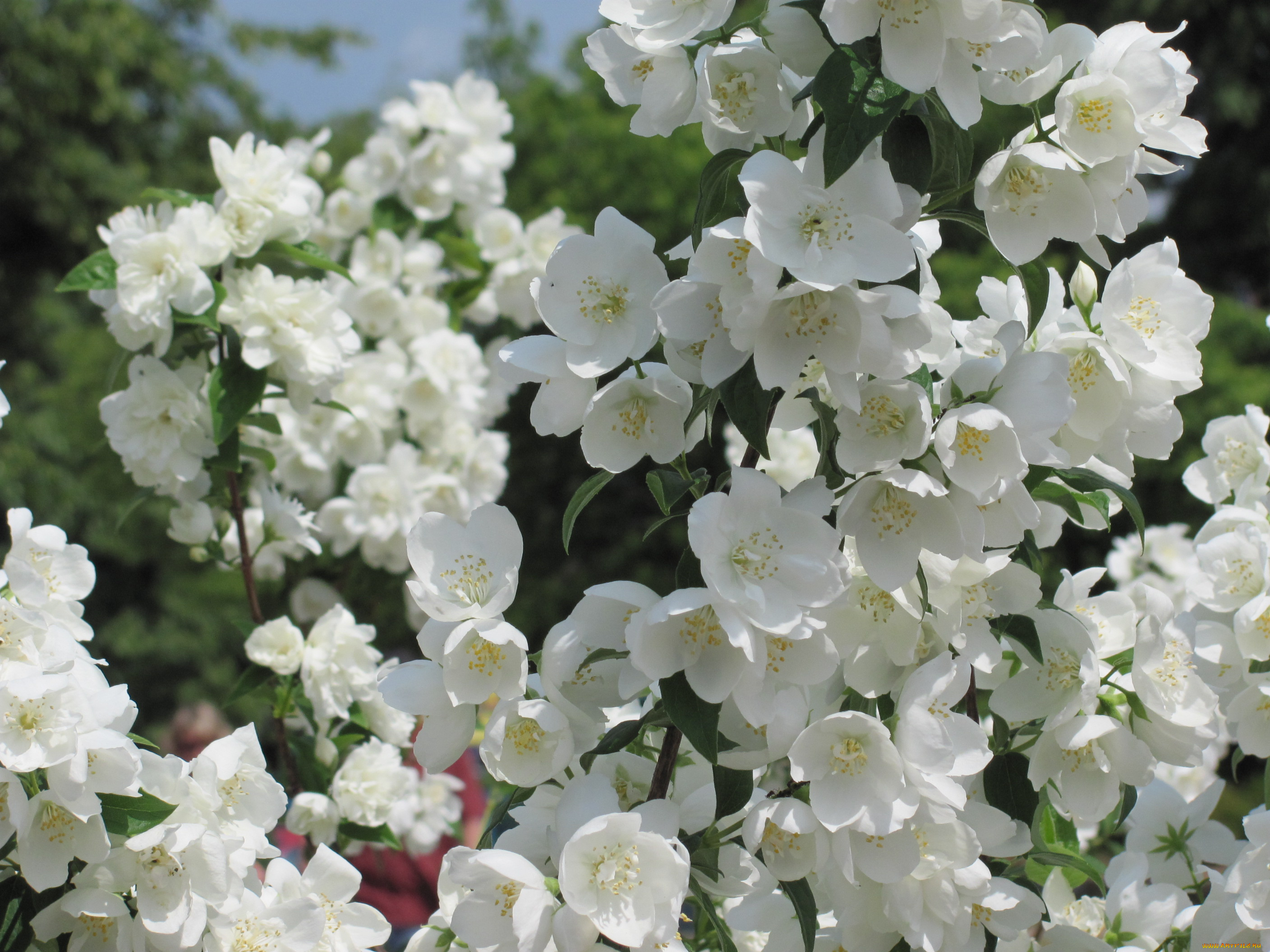 цветы, жасмин, май, весна