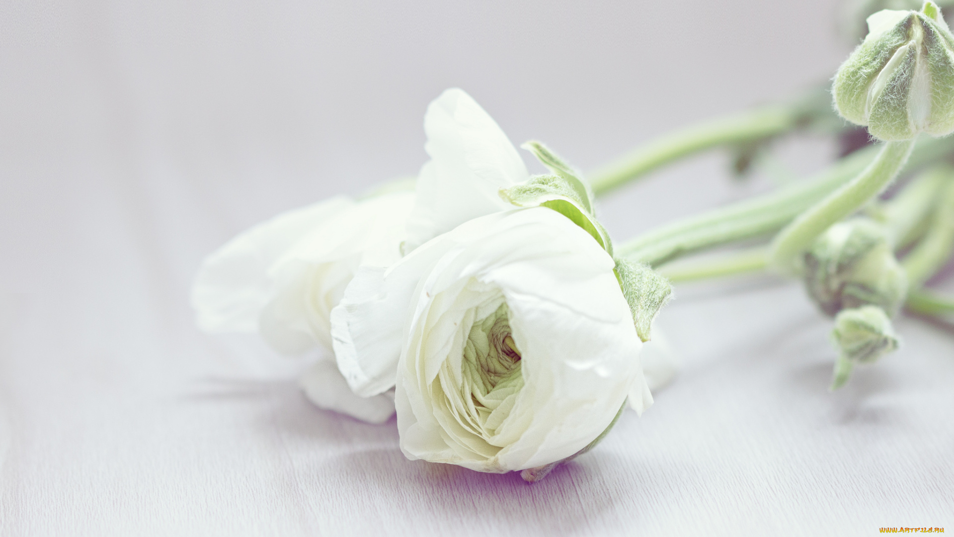 цветы, ранункулюс, , азиатский, лютик, фон, розы, белые