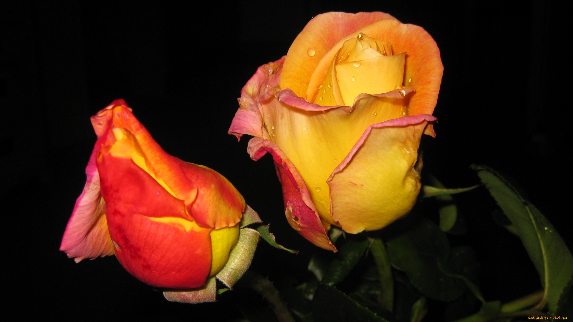 цветы, розы, крупным, планом