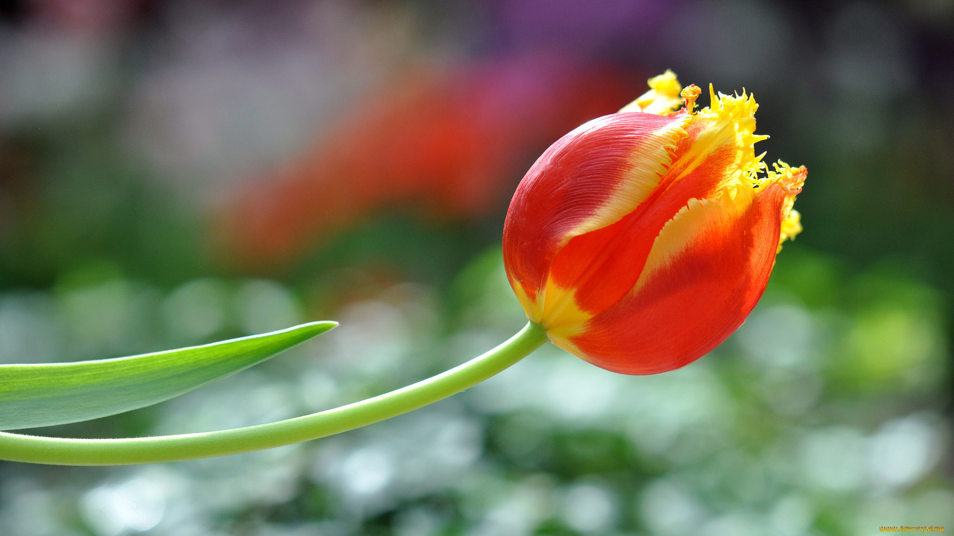 цветы, тюльпаны, бутон