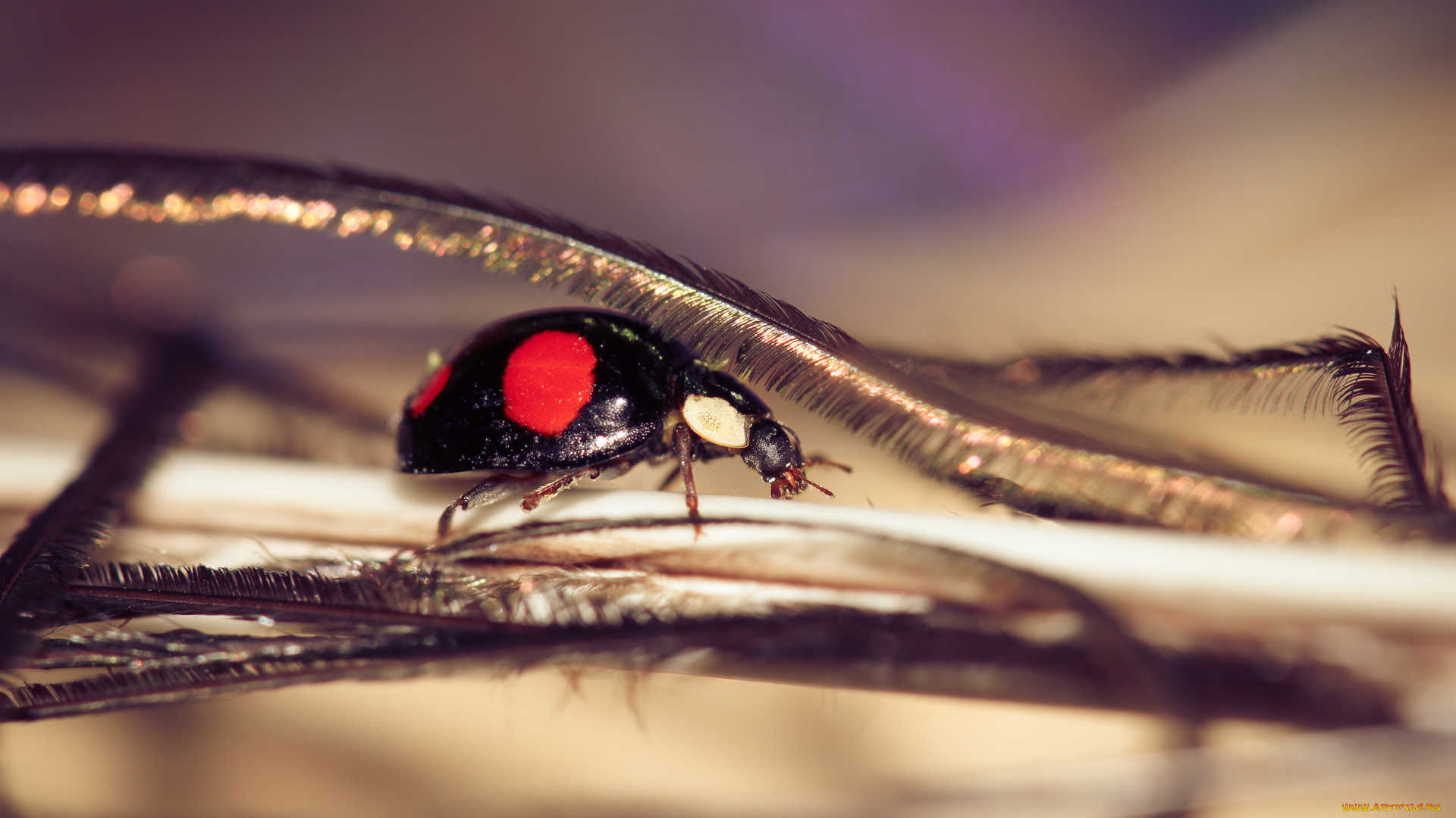 животные, божьи, коровки, лапки