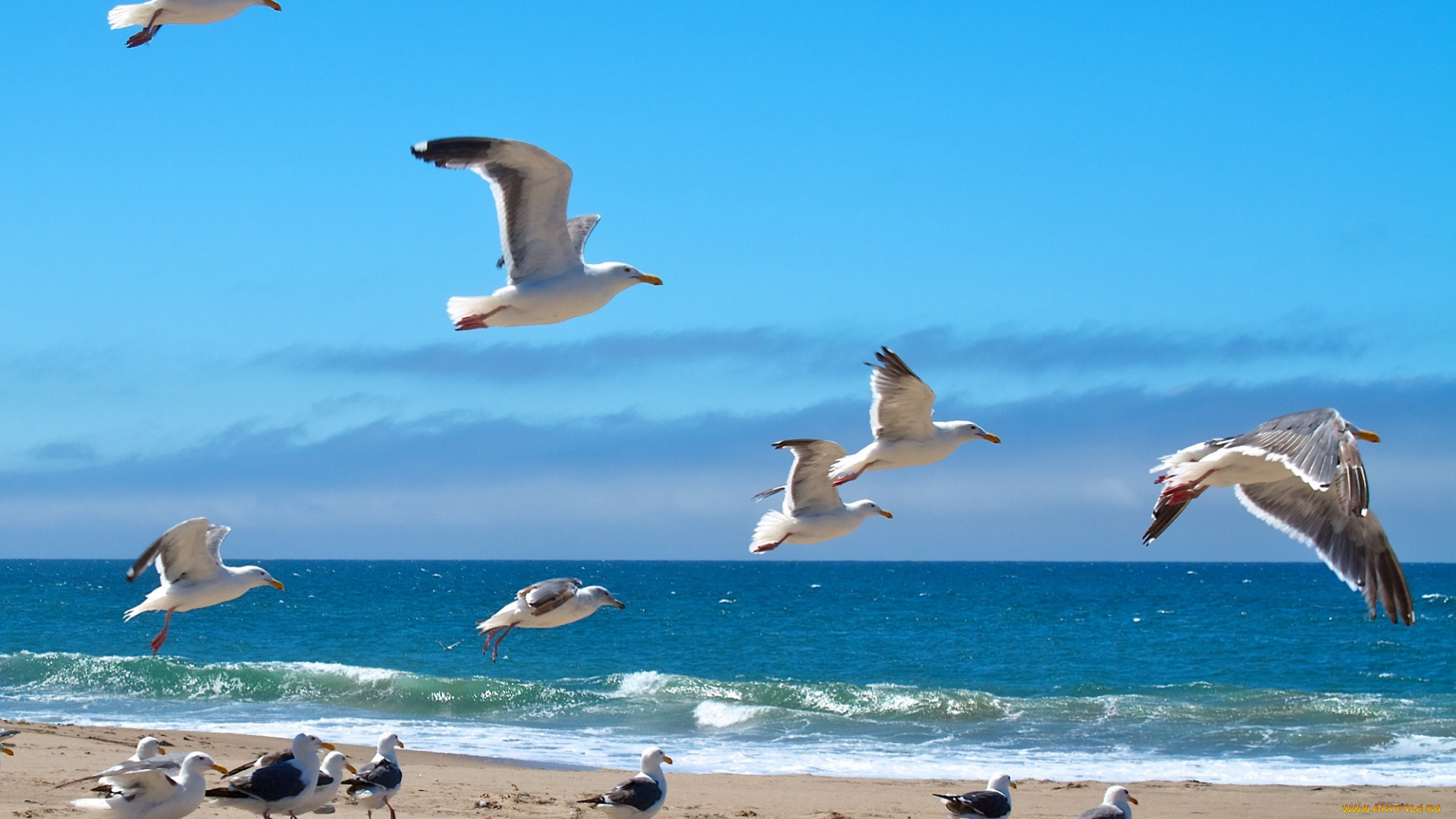 животные, Чайки, , бакланы, , крачки, небо, чайки, берег, волны, море, облака