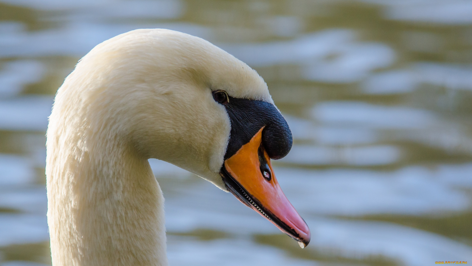 животные, лебеди, белый, профиль, клюв