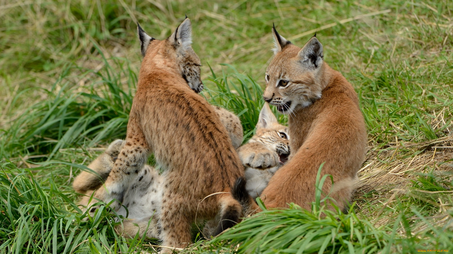 животные, рыси, котенок