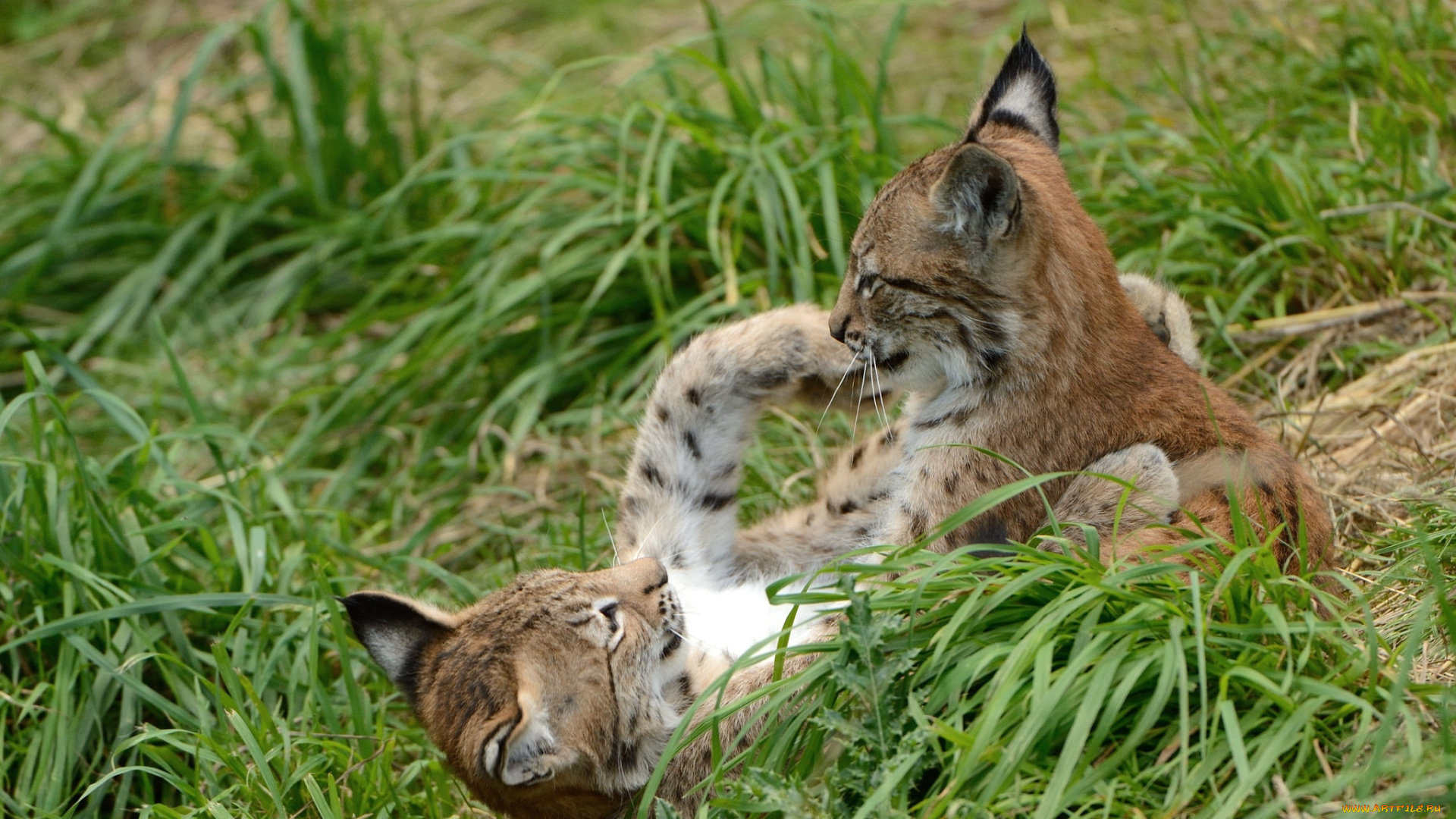 животные, рыси, котенок