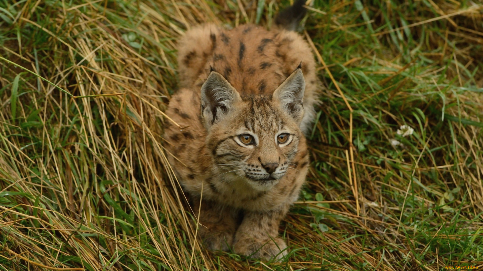 животные, рыси, котенок