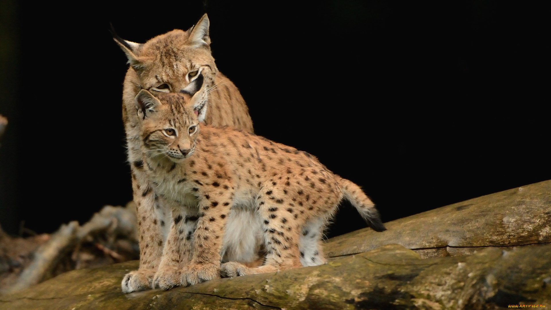 животные, рыси, котенок