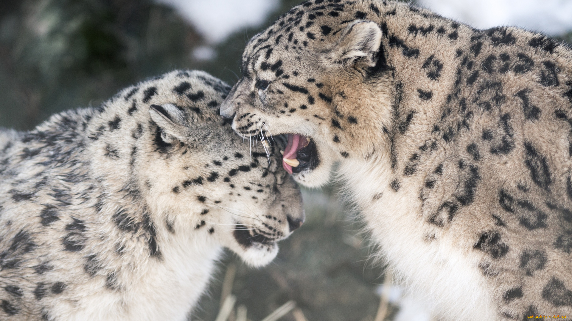 животные, снежный, барс, , ирбис, кошки, пара, игра, укус, пасть, клыки