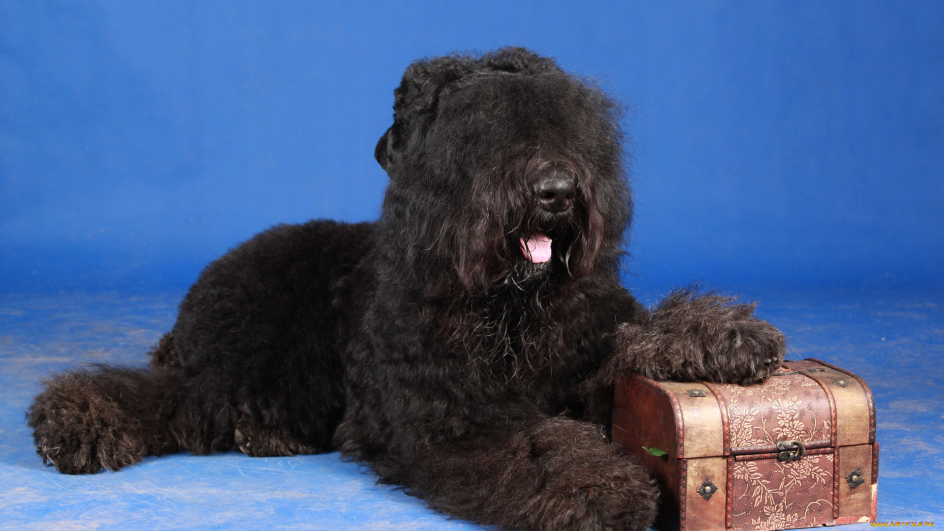 животные, собаки, русский, черный, терьер, кремлевский, имидж, собака, гордость, россии, черная, жемчужина, медведь, черныш