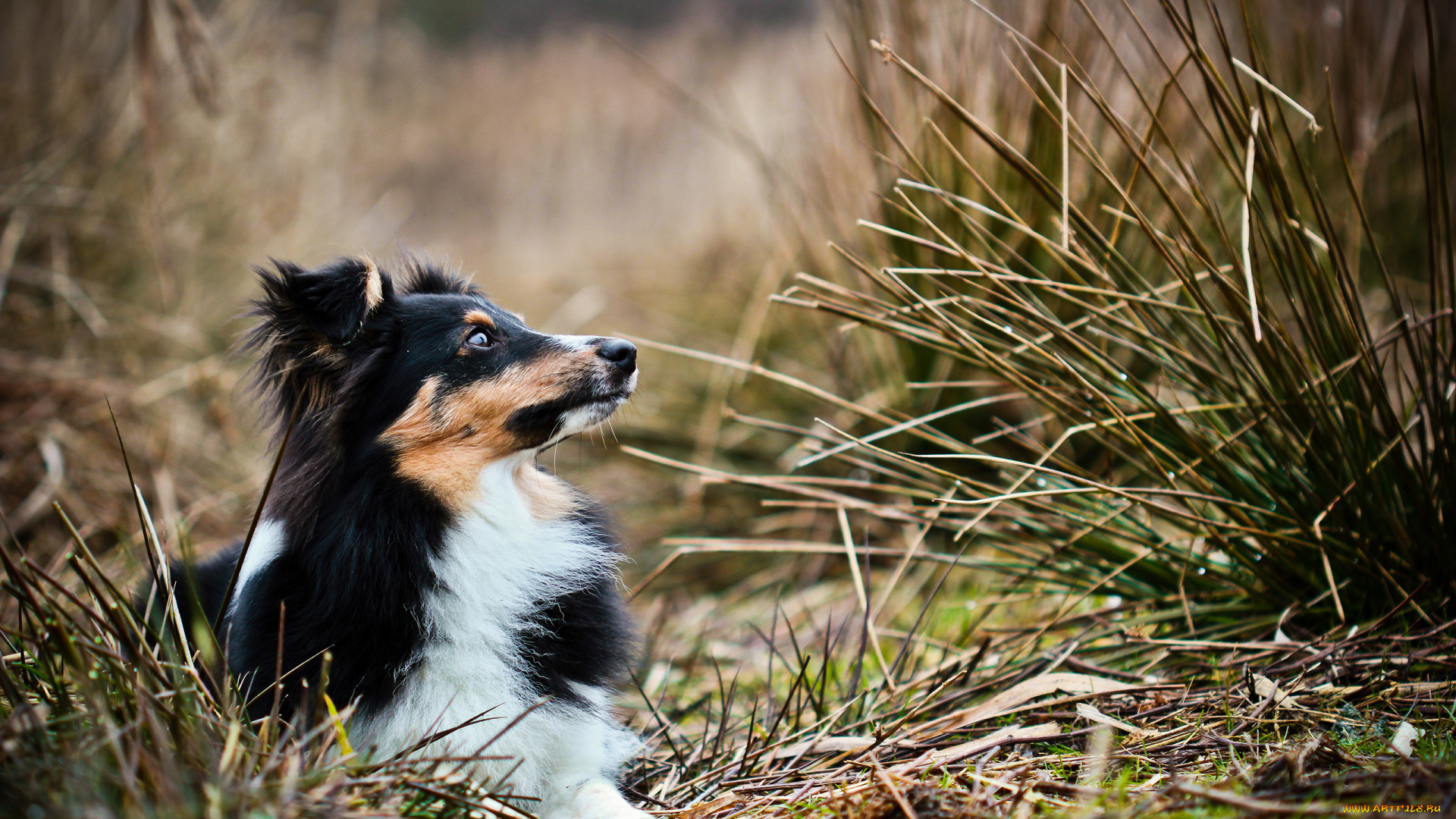 животные, собаки, трава