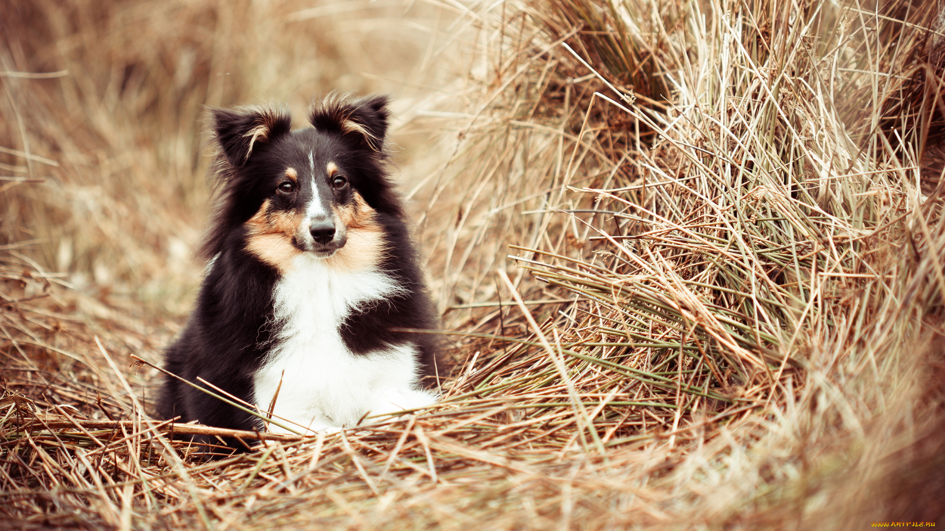 животные, собаки, трава