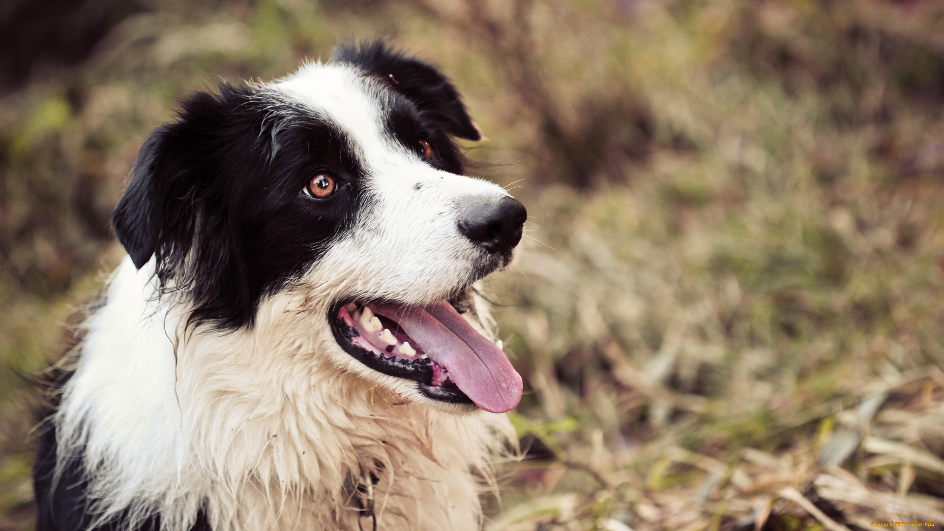 животные, собаки, язык