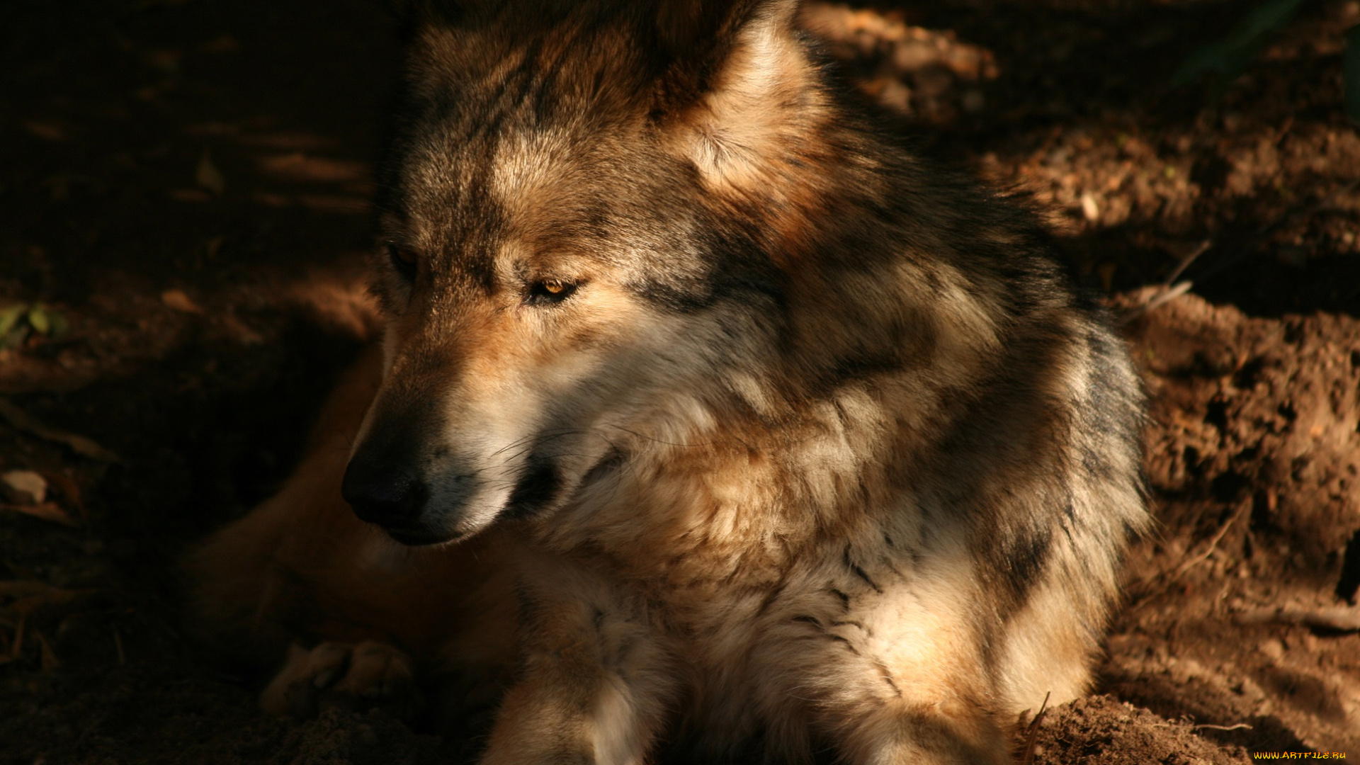 животные, волки, , койоты, , шакалы, зверь, собака, земля