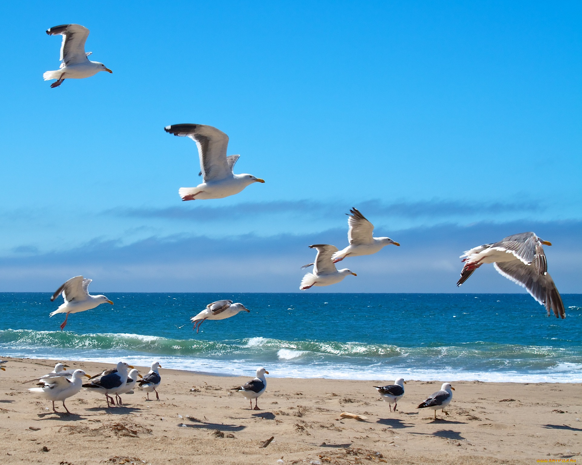 животные, Чайки, , бакланы, , крачки, небо, чайки, берег, волны, море, облака