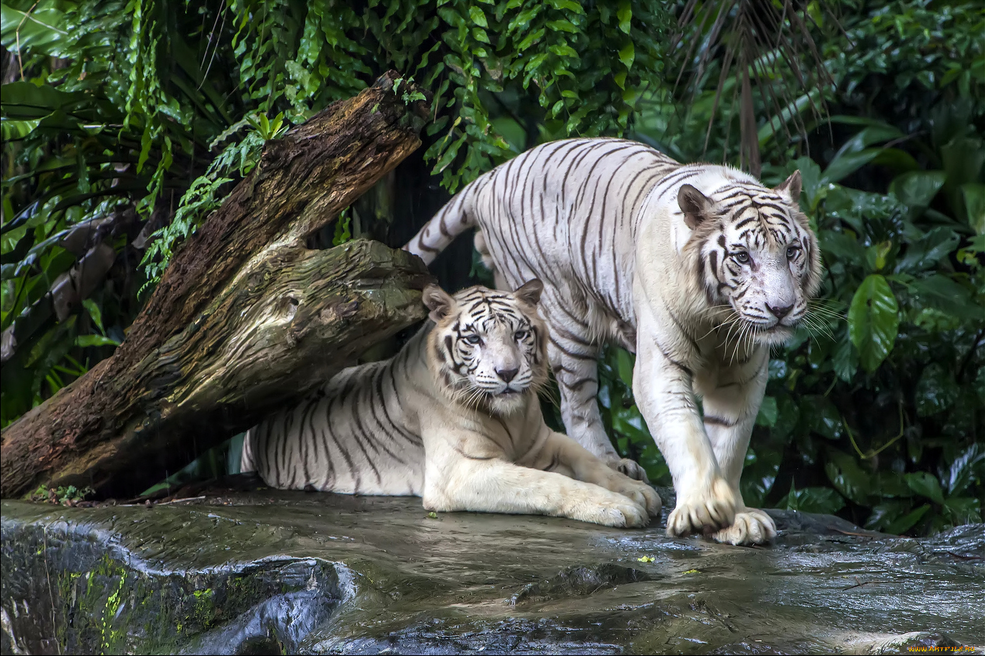 животные, тигры, пара