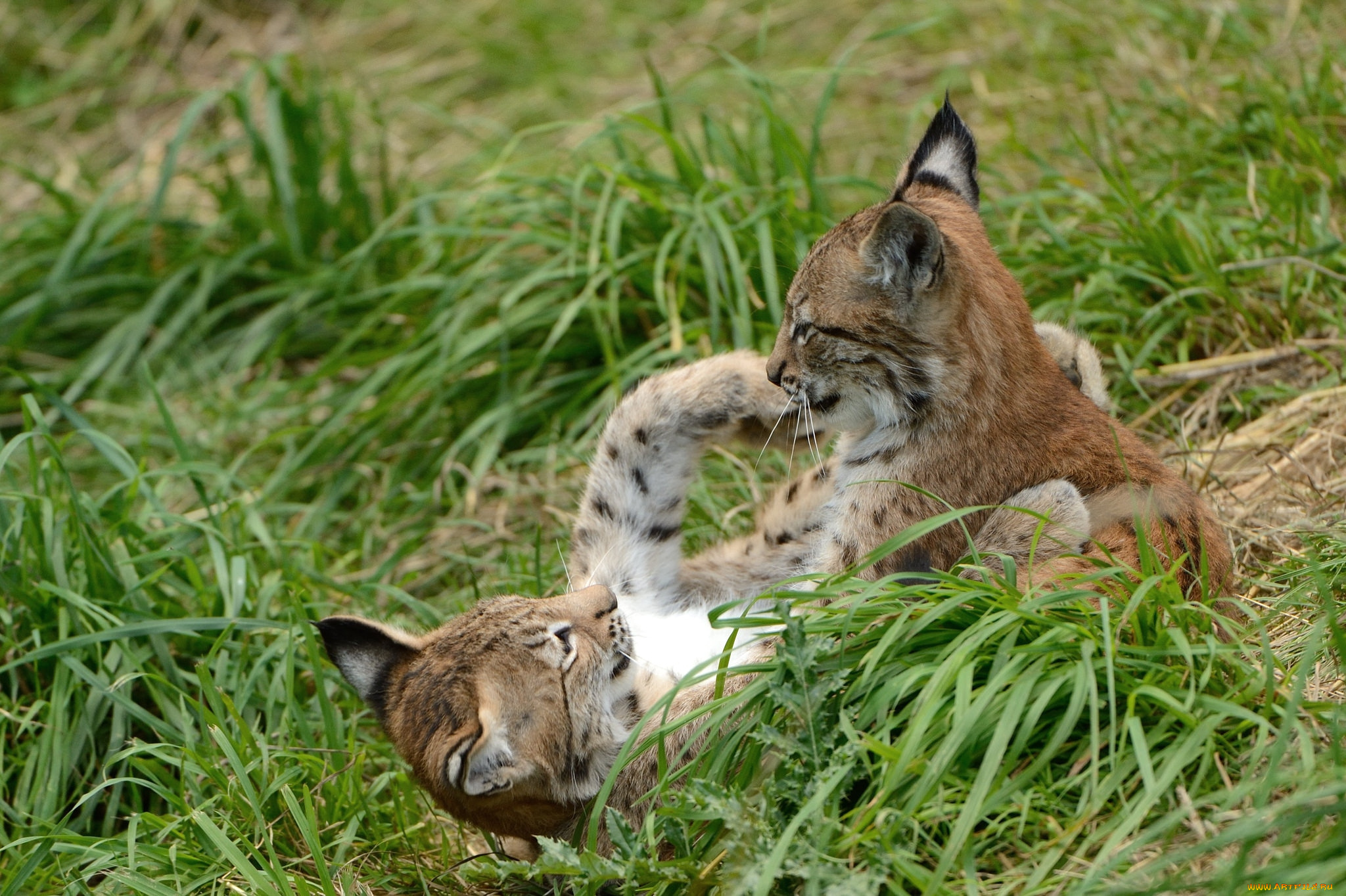животные, рыси, котенок