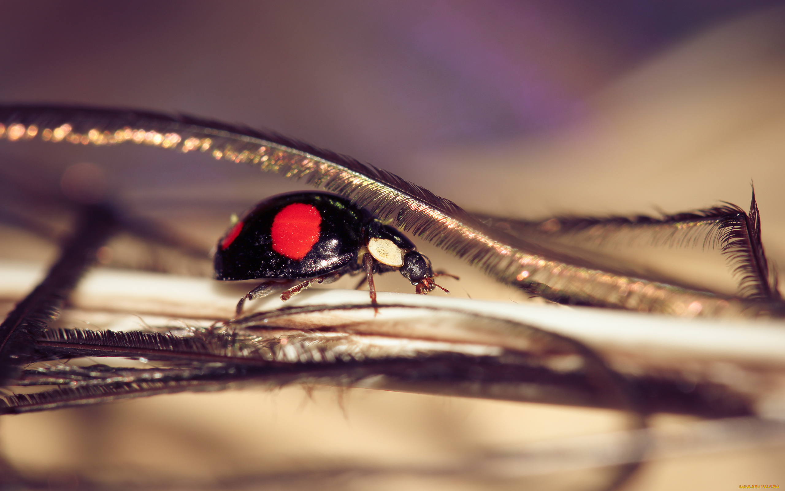 животные, божьи, коровки, лапки