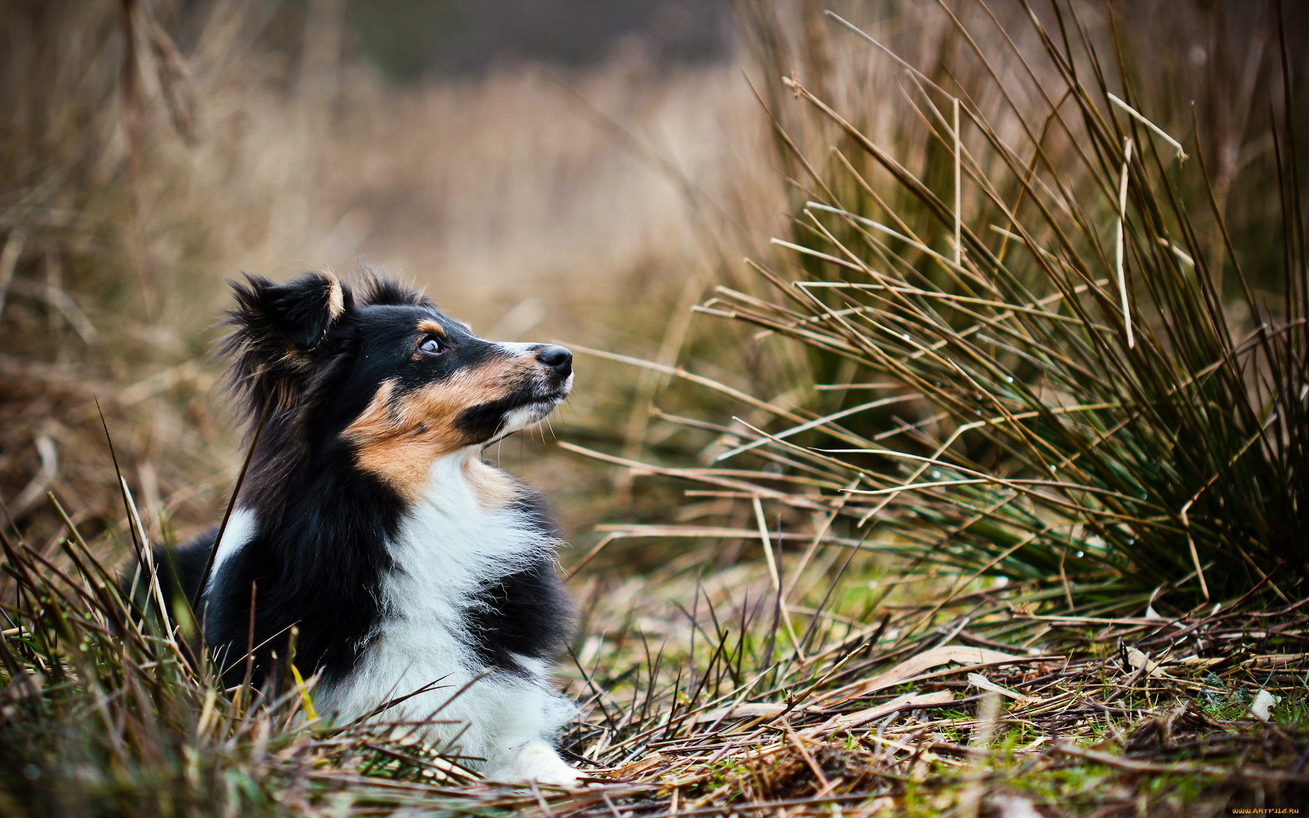 животные, собаки, трава