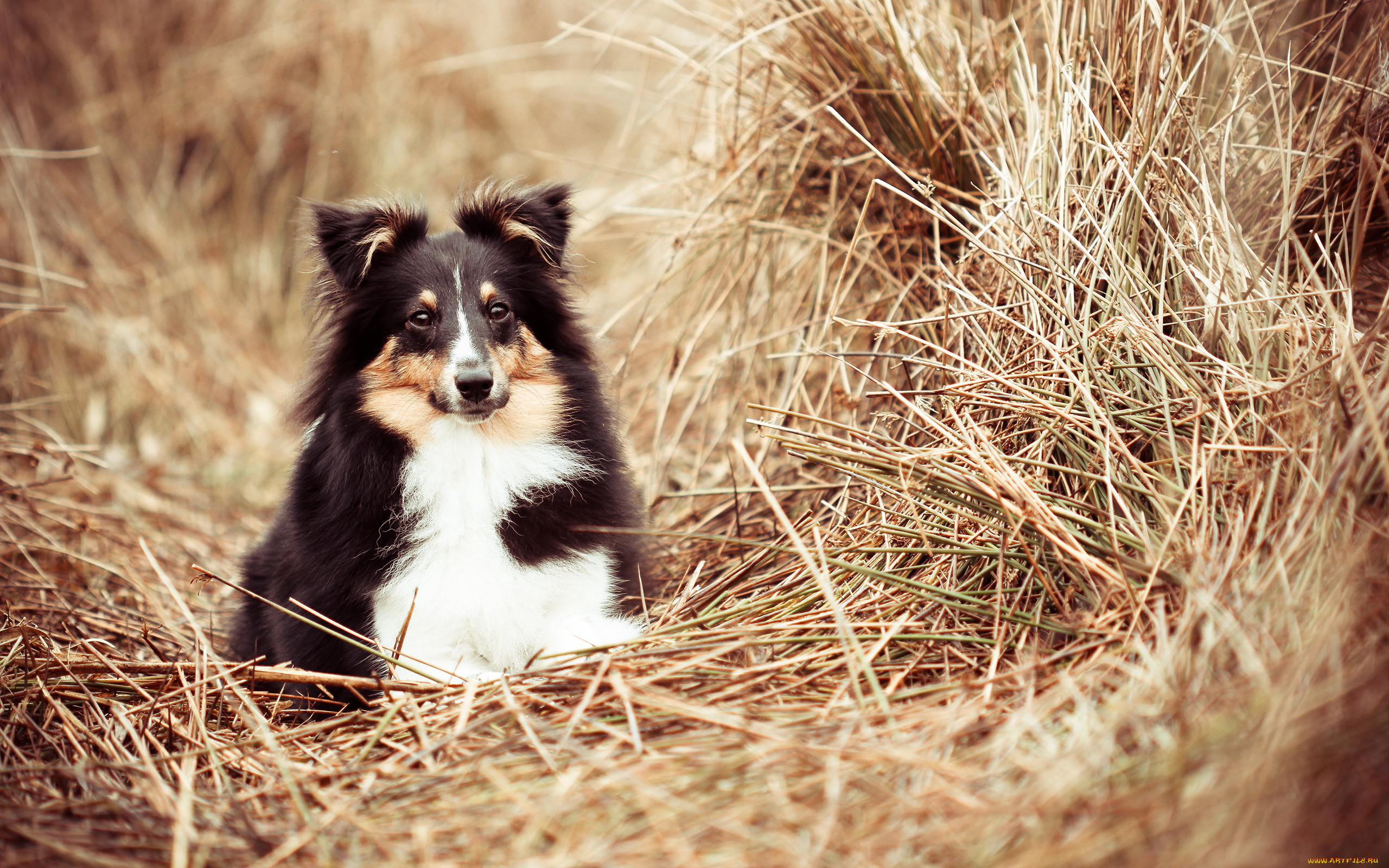 животные, собаки, трава