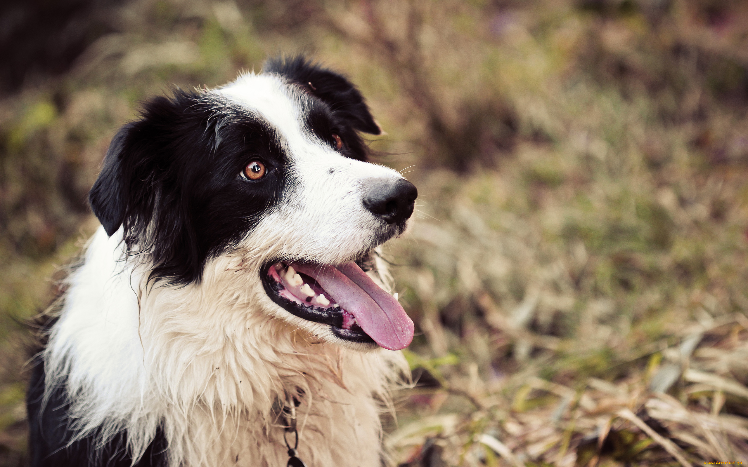 животные, собаки, язык