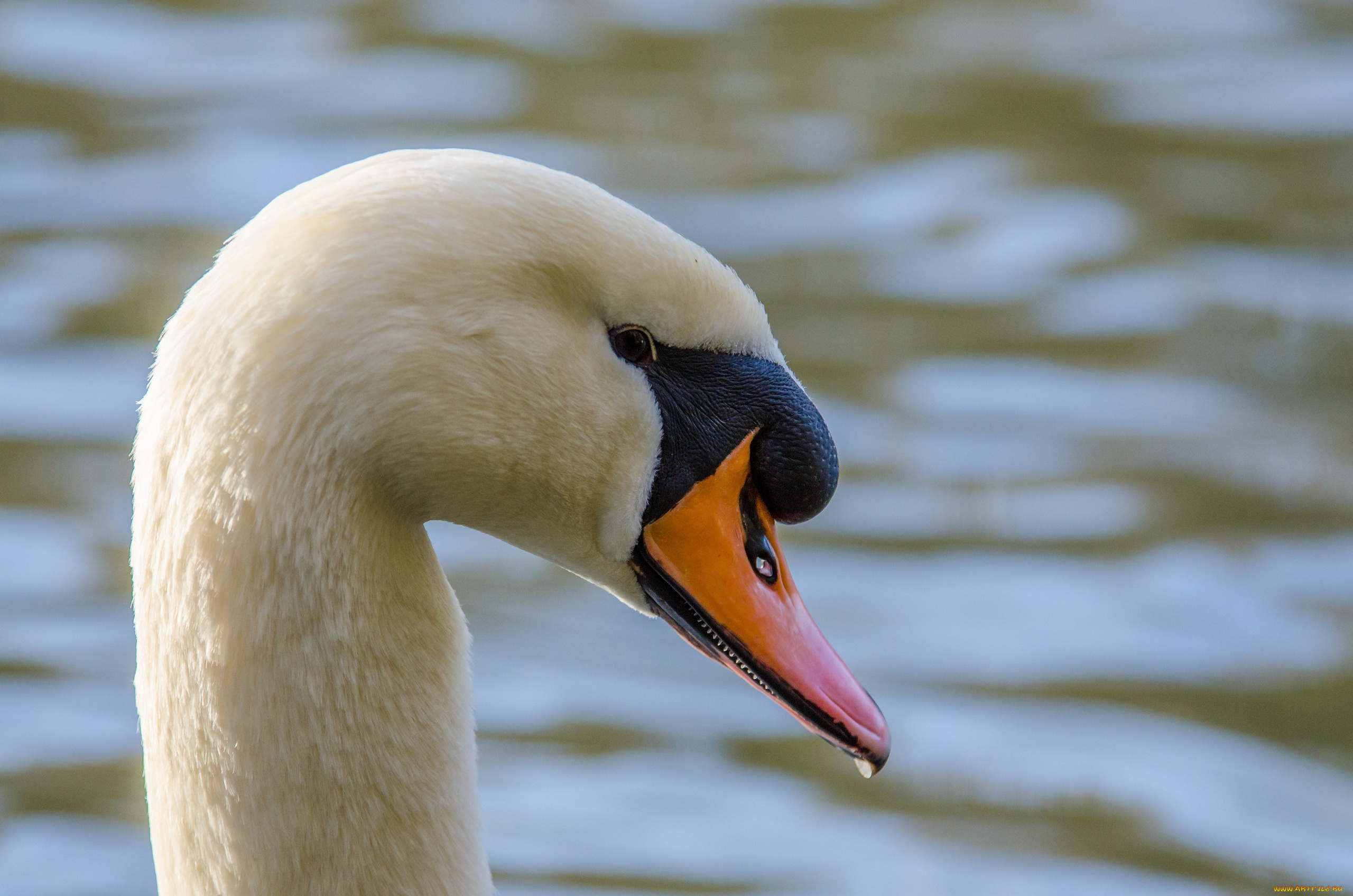 животные, лебеди, белый, профиль, клюв