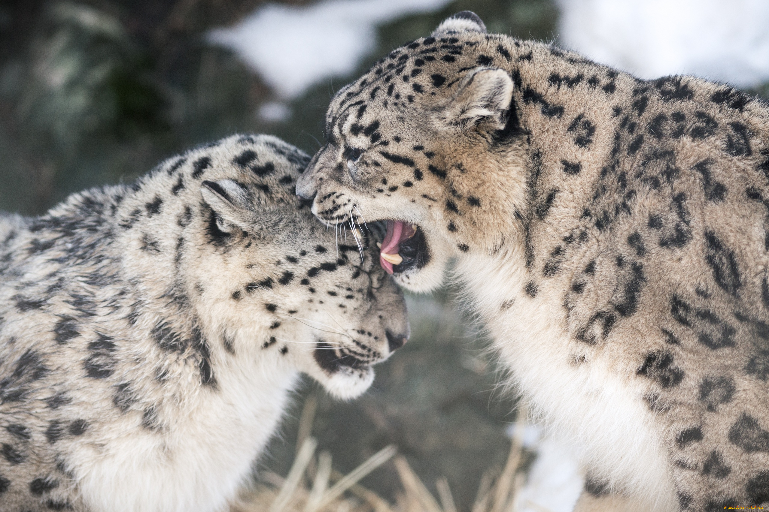 животные, снежный, барс, , ирбис, кошки, пара, игра, укус, пасть, клыки