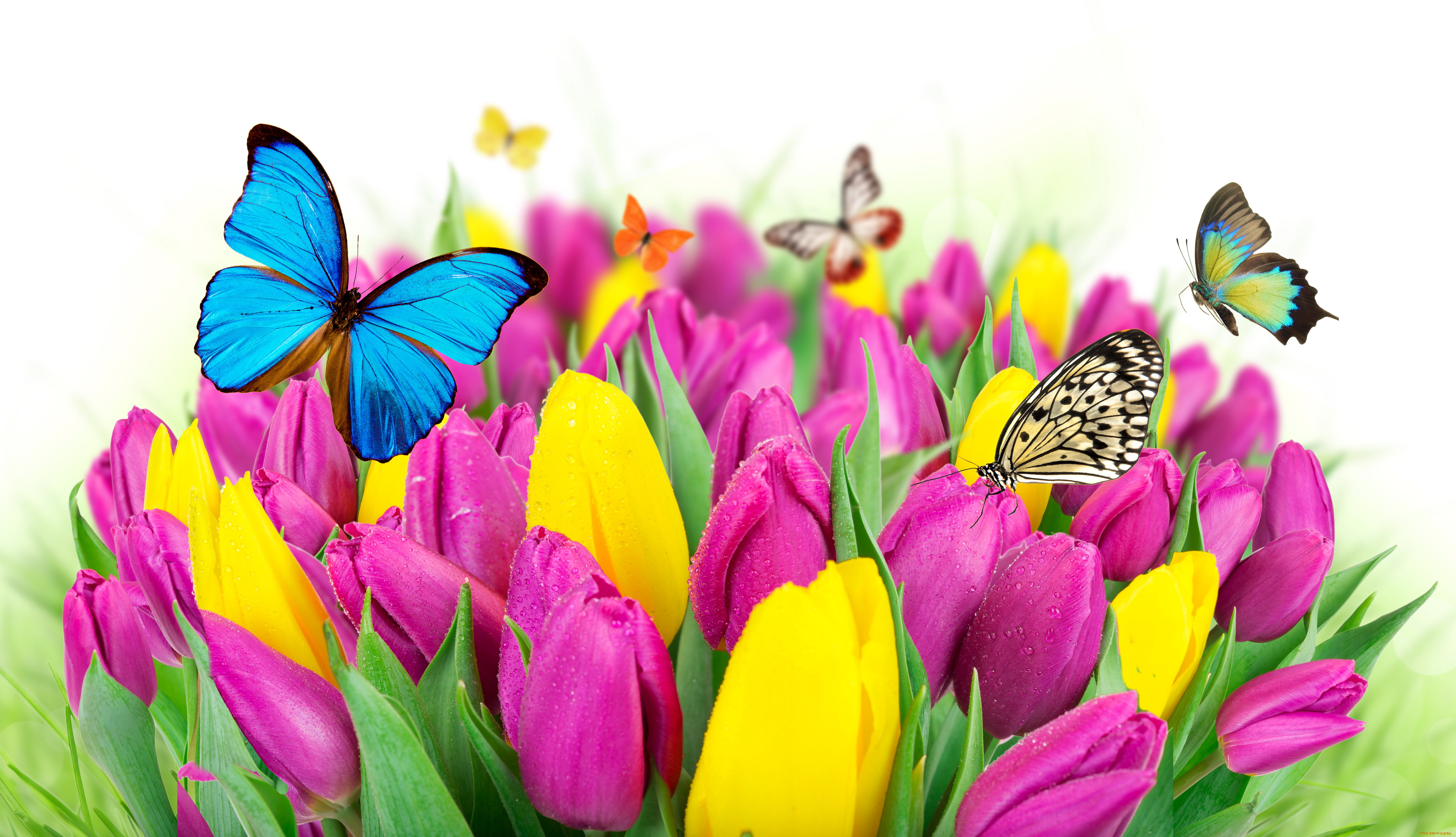 разное, компьютерный, дизайн, flowers, colorful, spring, butterflies, tulips, purple, yellow, fresh, beautiful, цветы, тюльпаны, бабочки, весна