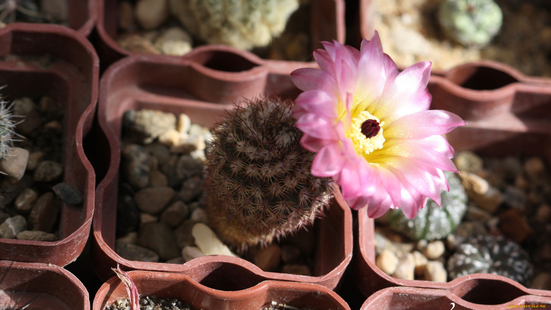 цветы, кактусы, кактус, цветение, макро, красота, колючки