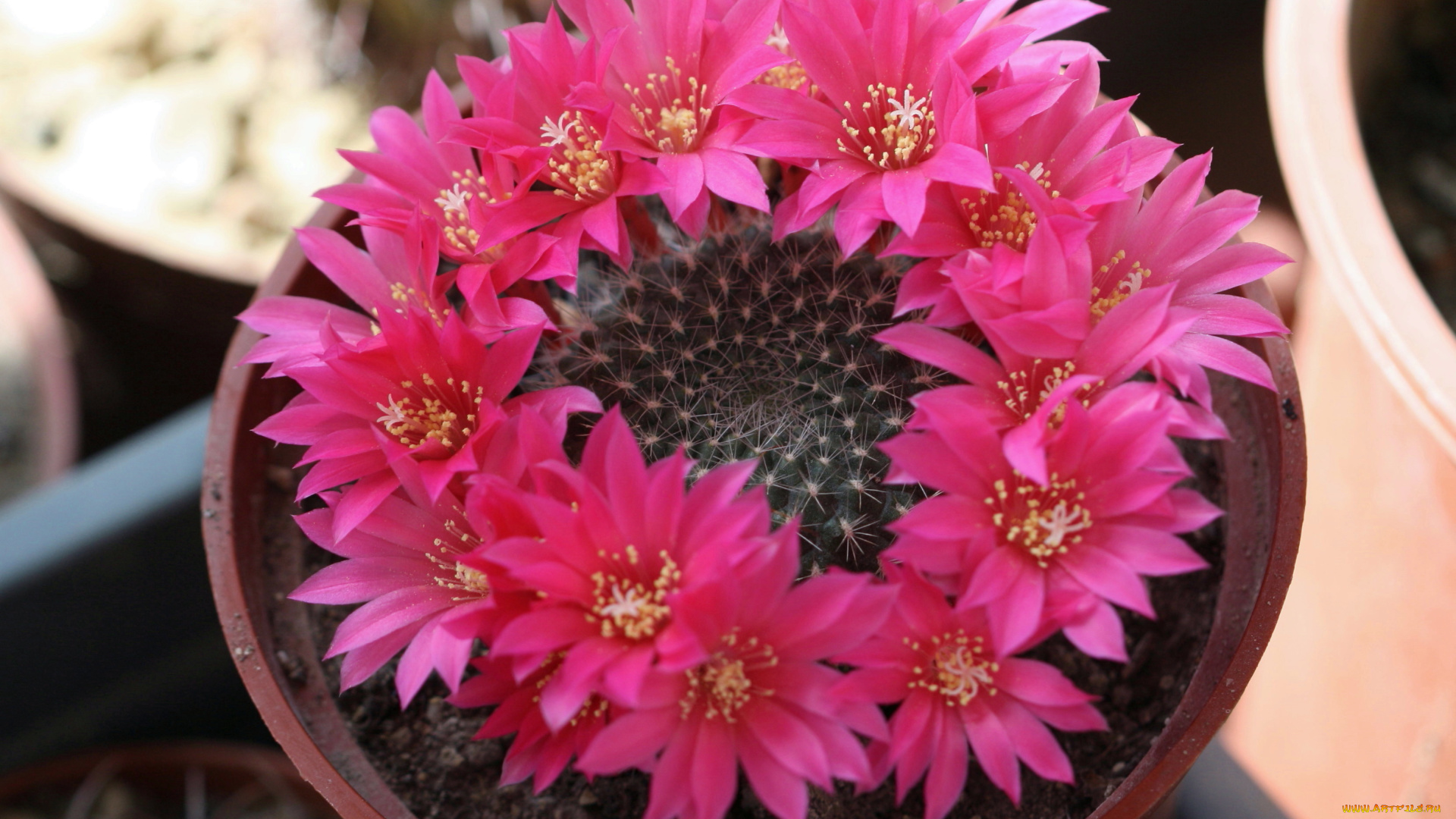 цветы, кактусы, кактус, колючки, красота