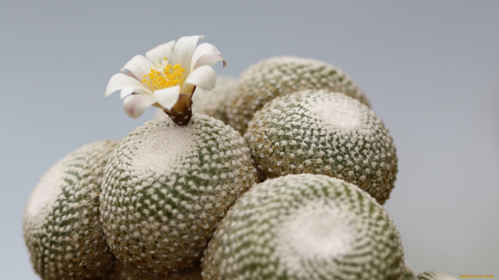 цветы, кактусы, колючки, красота, кактус