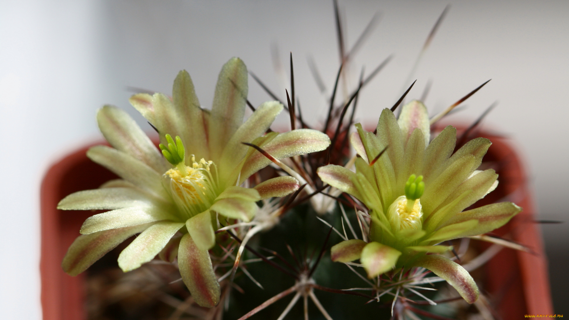 цветы, кактусы, колючки, красота, кактус