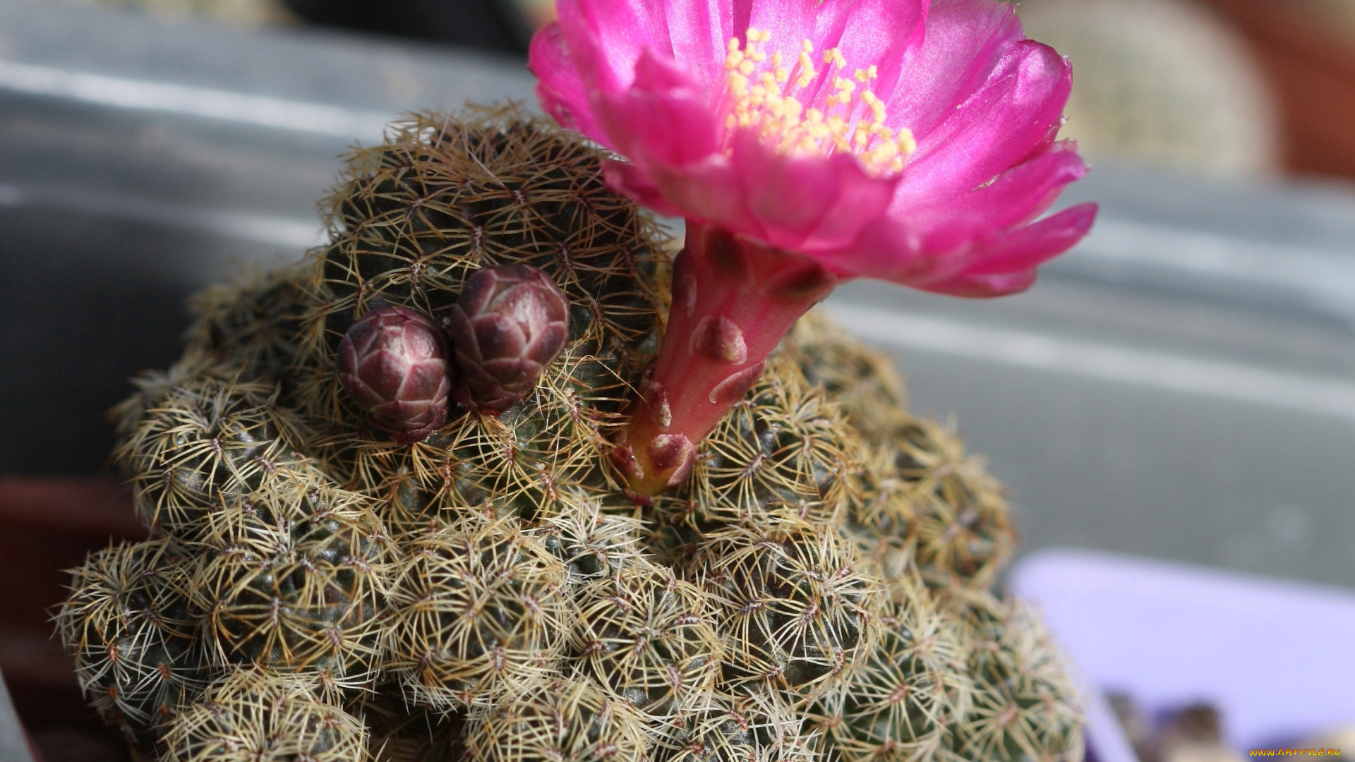 цветы, кактусы, колючки, красота, кактус