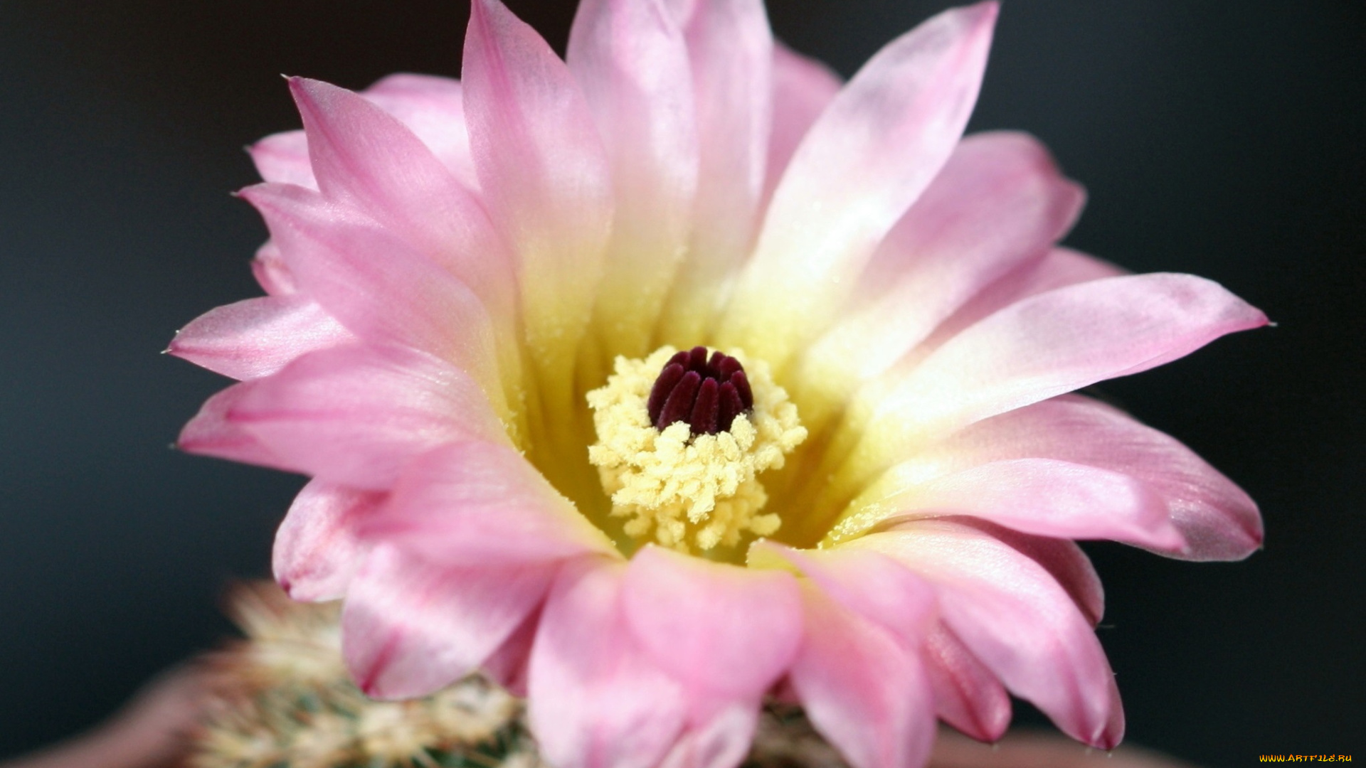 цветы, кактусы, колючки, красота, кактус