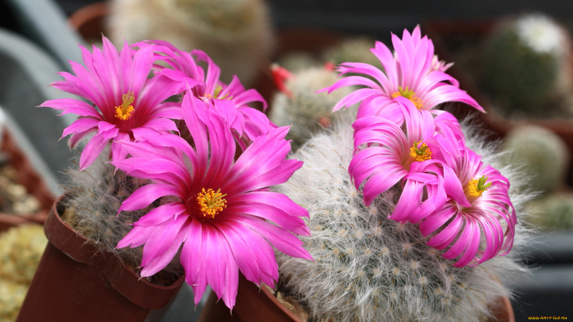 цветы, кактусы, колючки, красота, кактус