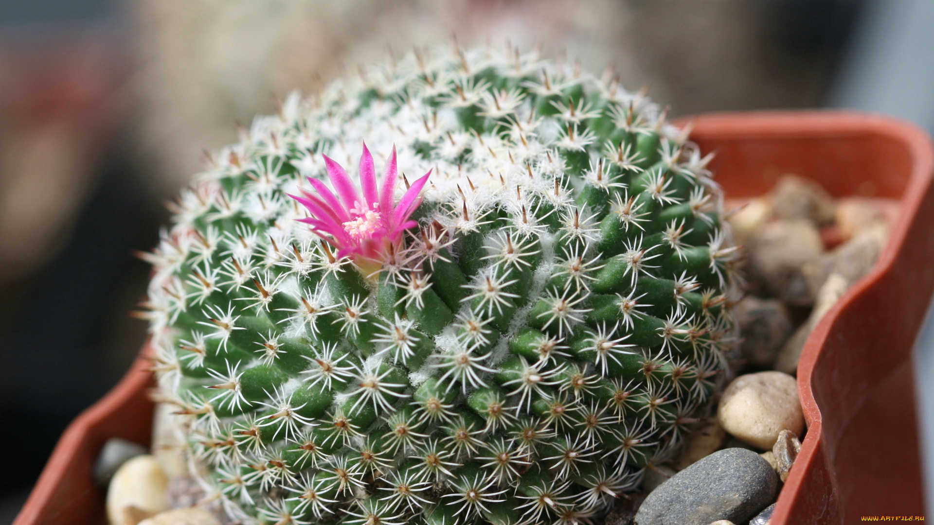 цветы, кактусы, колючки, красота, кактус