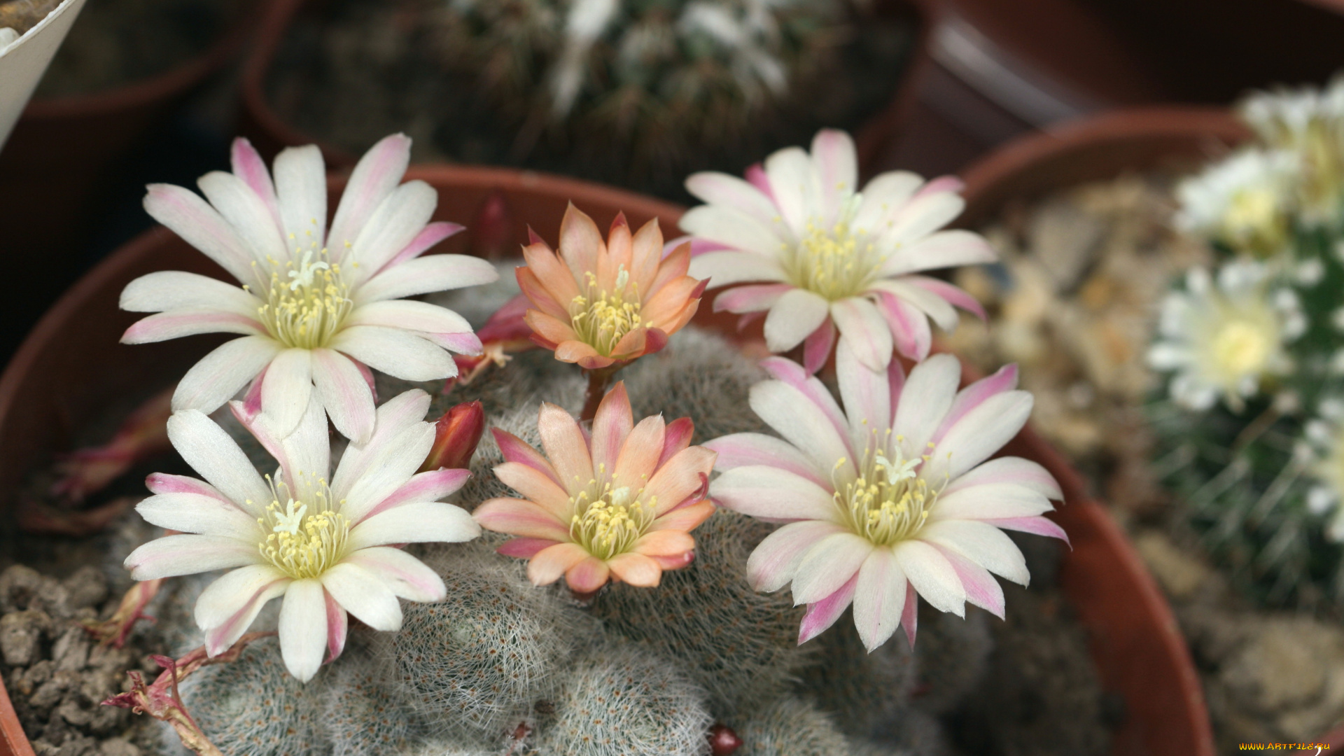 цветы, кактусы, красота, колючки, кактус, макро, цветение