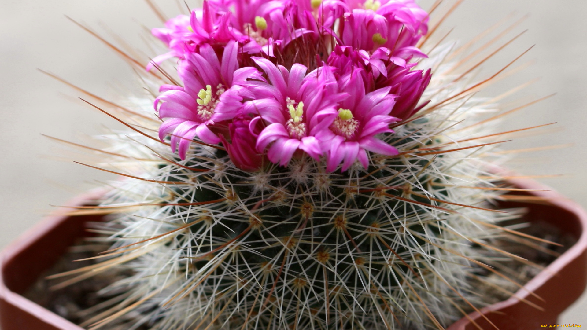 цветы, кактусы, макро, кактус, цветение, красота, колючки