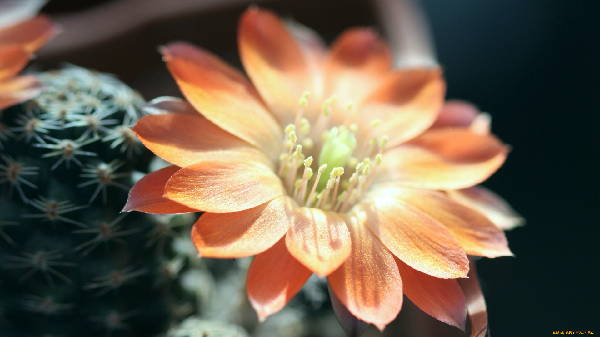 цветы, кактусы, макро, колючки, красота, цветение, кактус