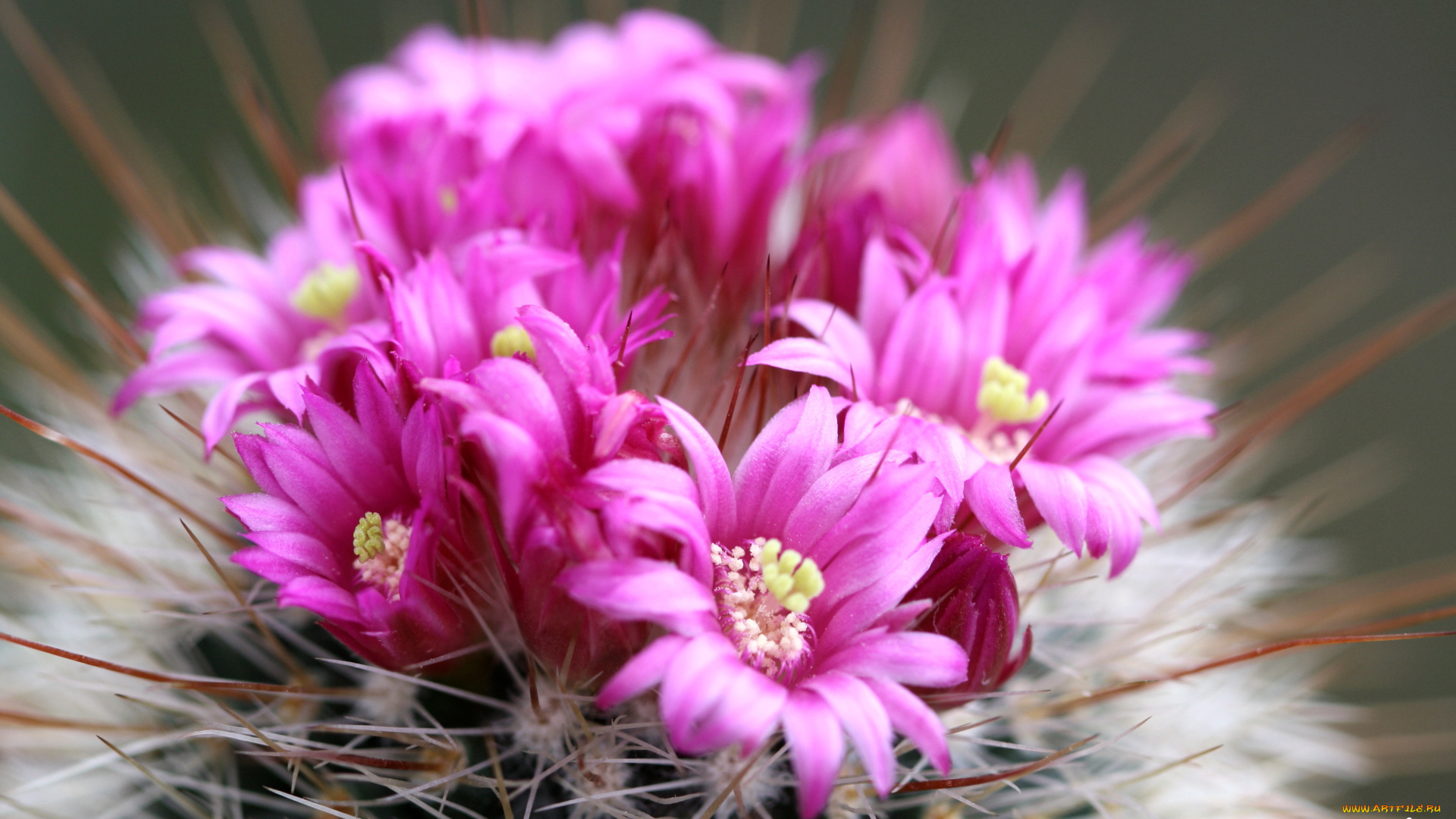 цветы, кактусы, макро, красота, цветение, колючки, кактус