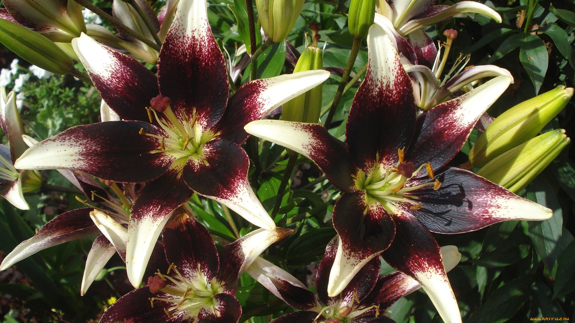 цветы, лилии, , лилейники, лепестки