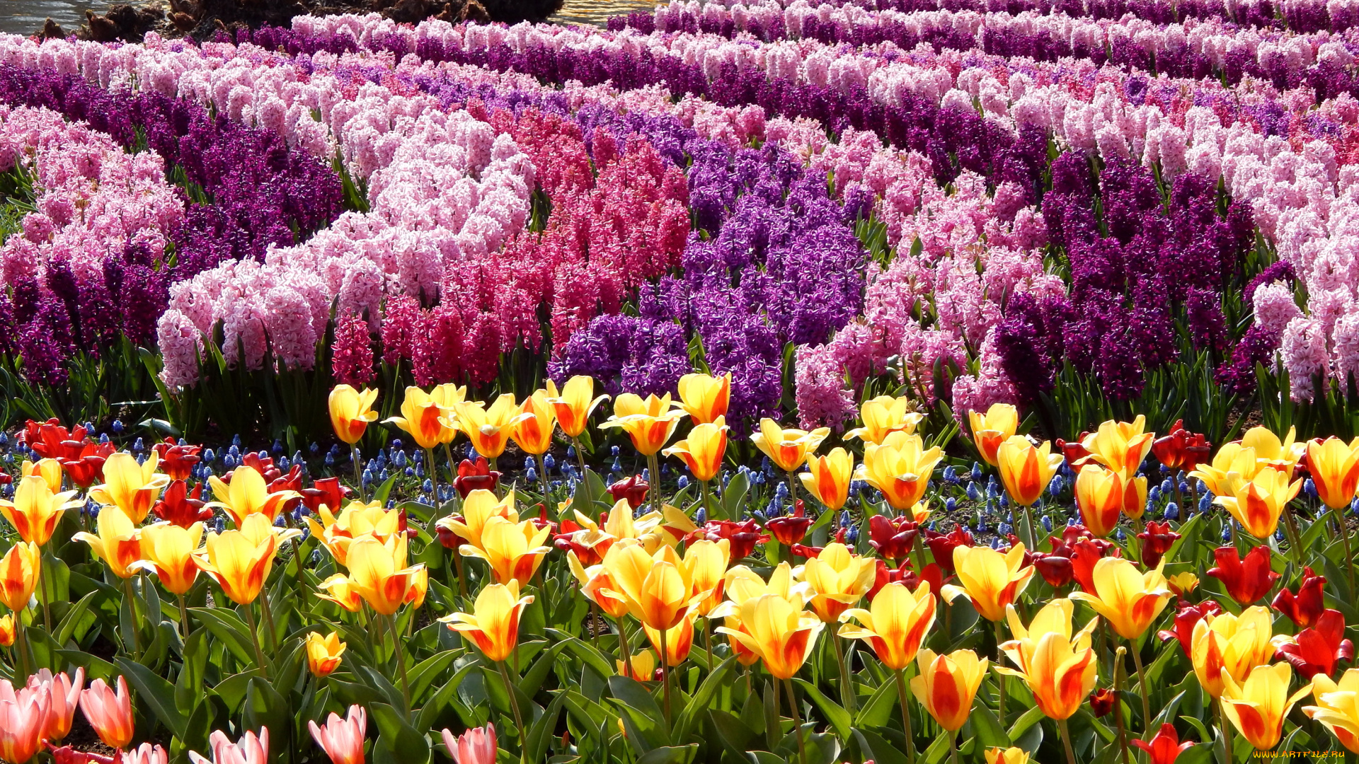 цветы, разные, вместе, гиацинты, тюльпаны, сад