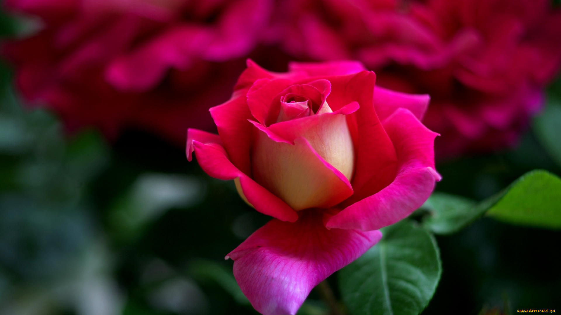 цветы, розы, красавица