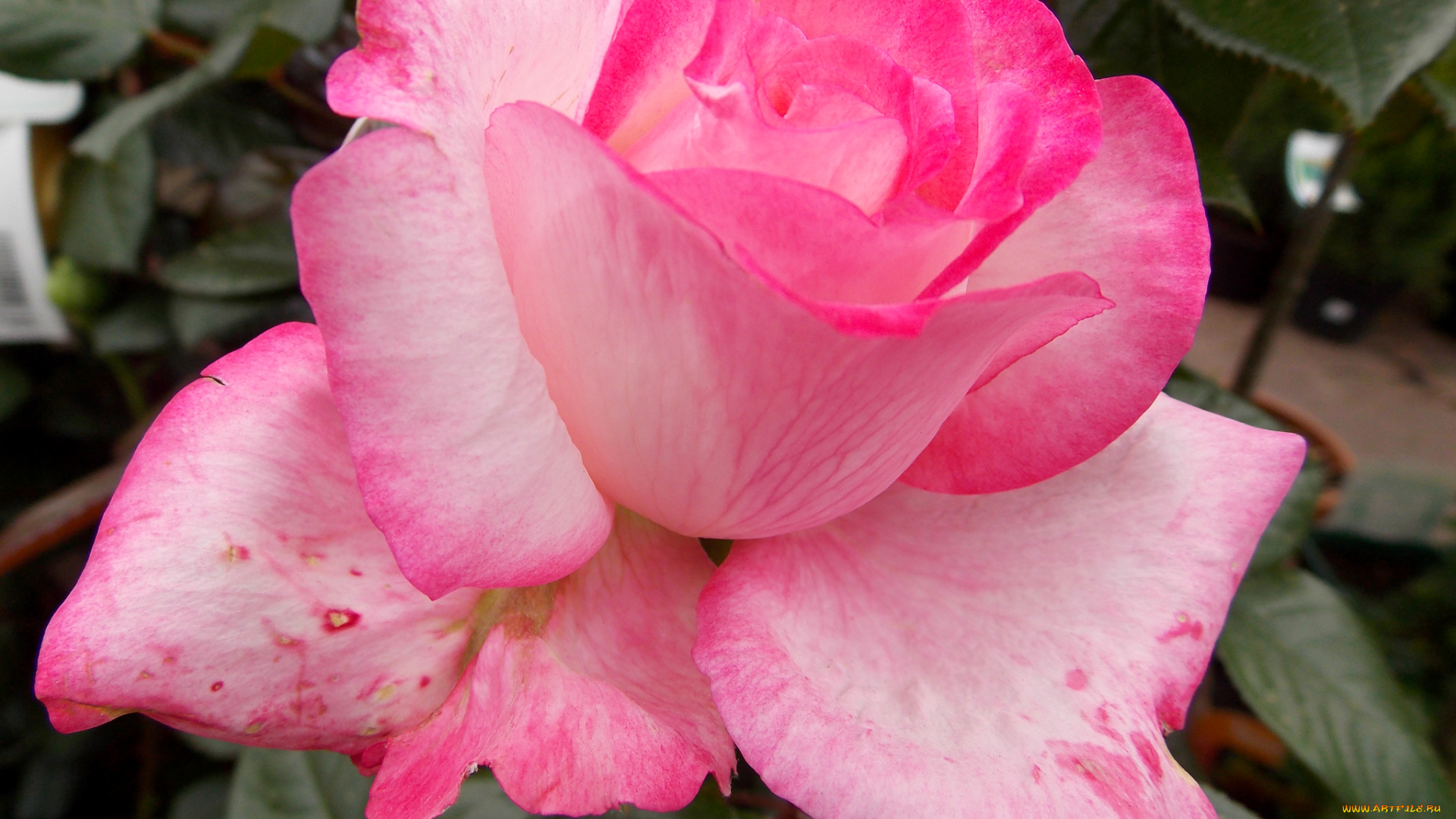 цветы, розы, розовая, роза