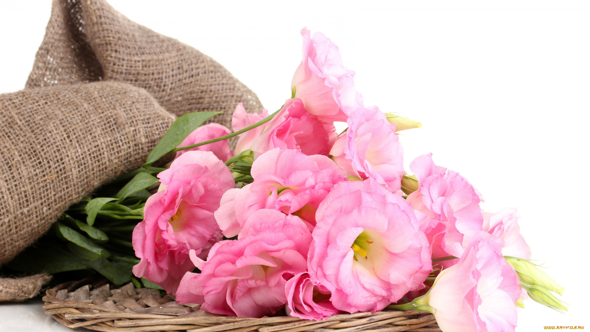 цветы, розы, розовые, fresh, pink, bouquet, flowers