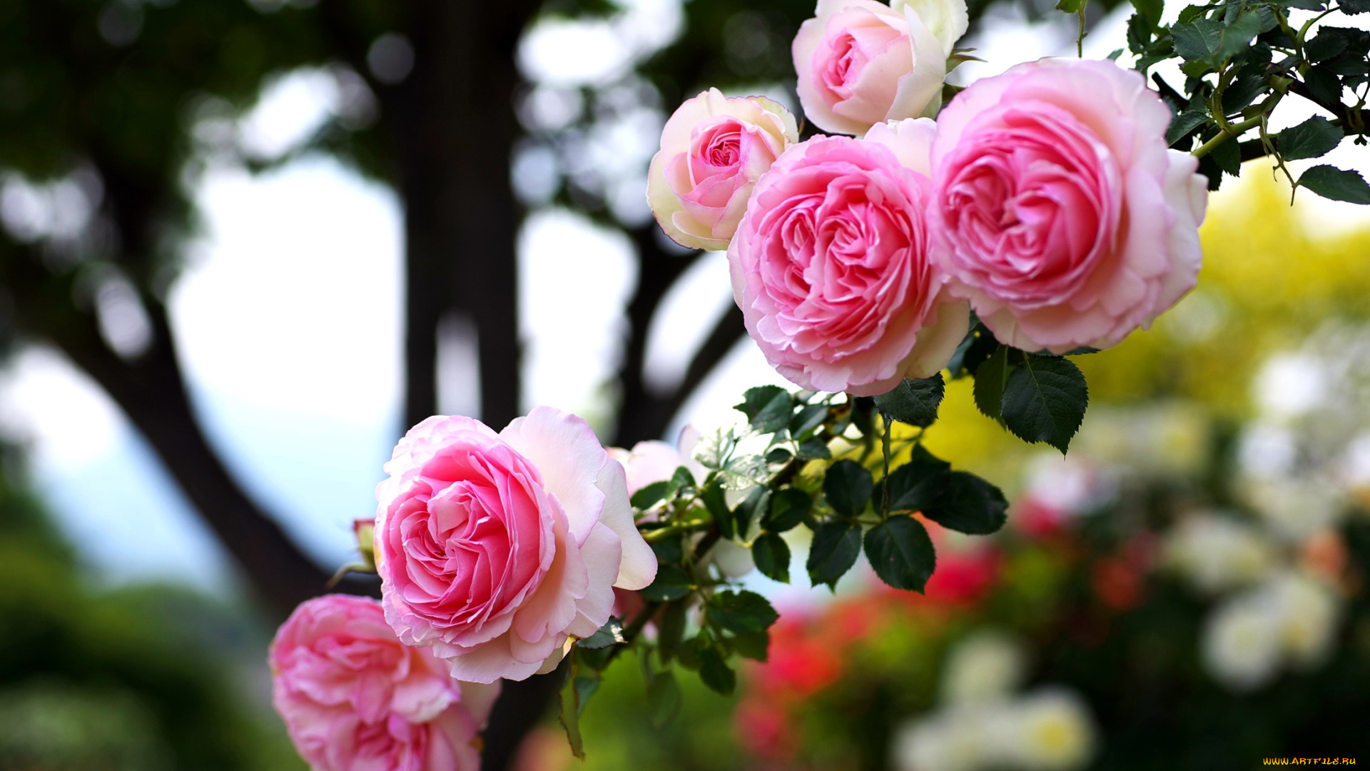 цветы, розы, ветка