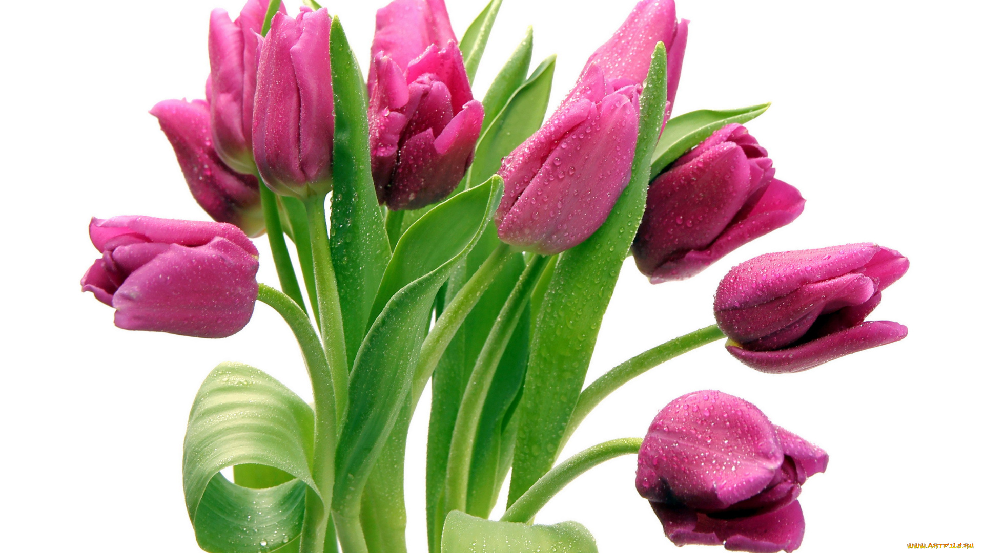 цветы, тюльпаны, капли