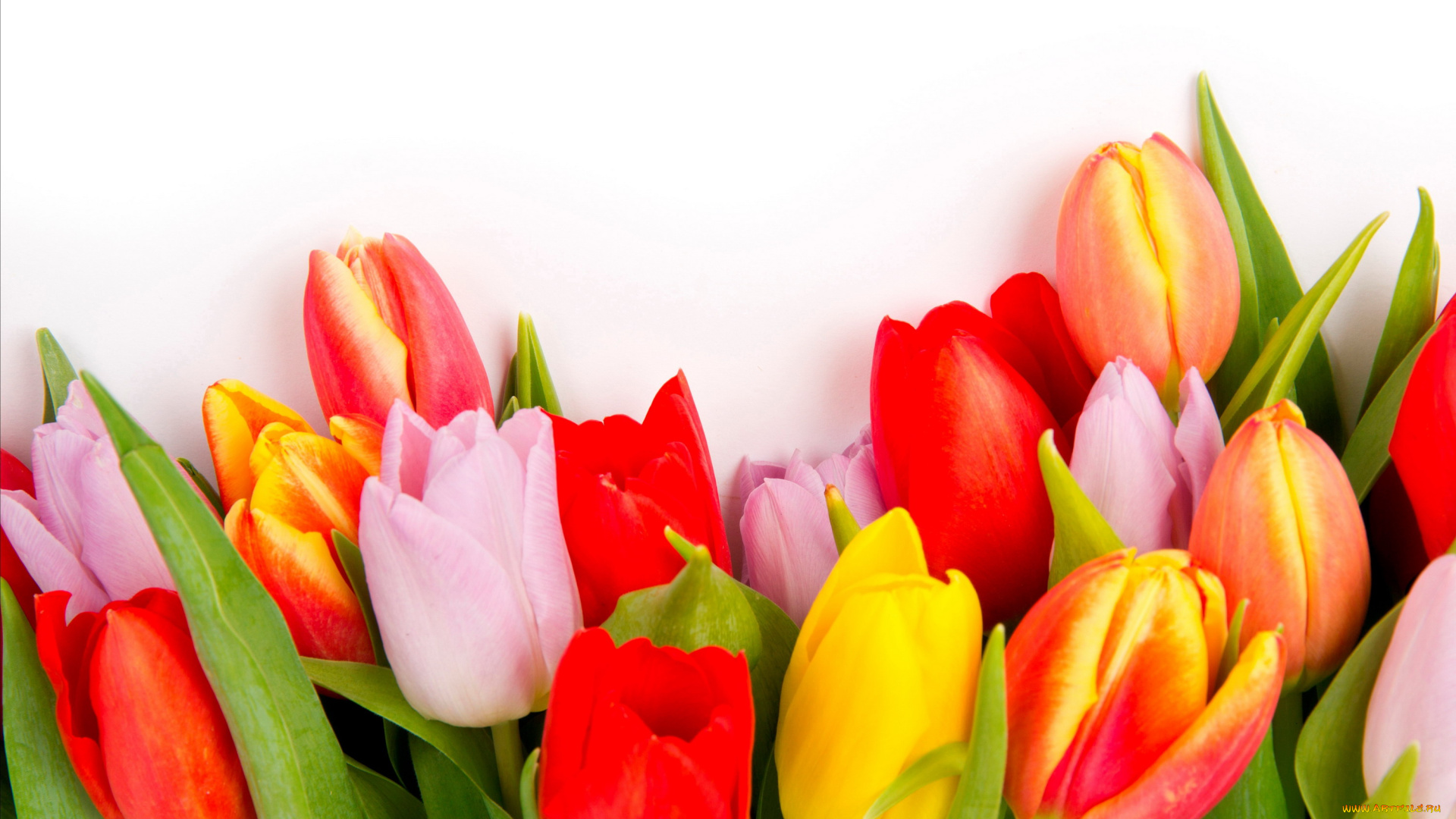 цветы, тюльпаны, разноцветный