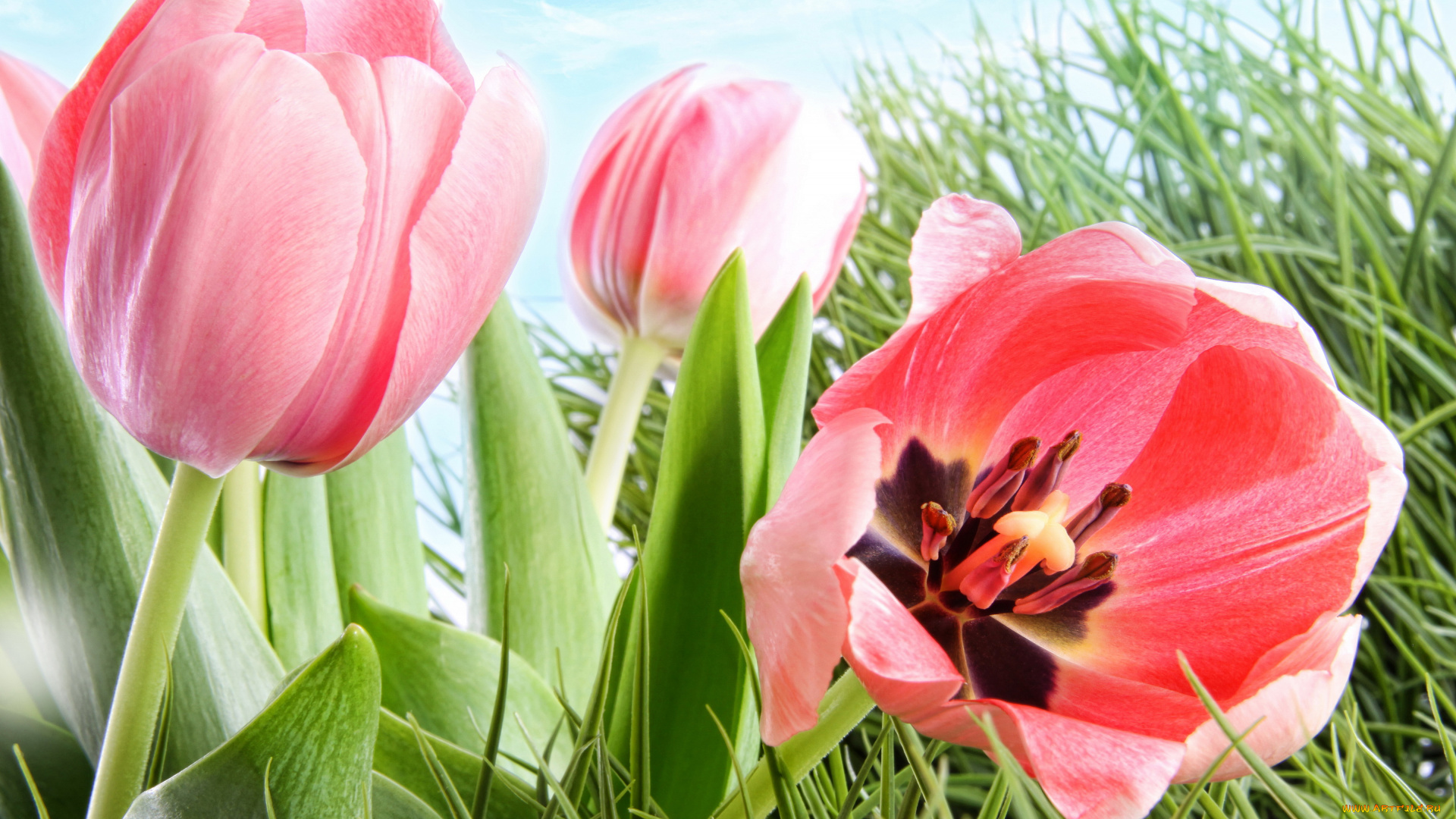 цветы, тюльпаны, сад